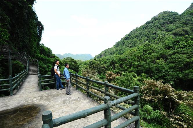 Bên ngoài cửa động, du khách có thể ngắm nhìn sự đa dạng về thực vật của Vườn Quốc gia. Ảnh: Minh Đức - TTXVN