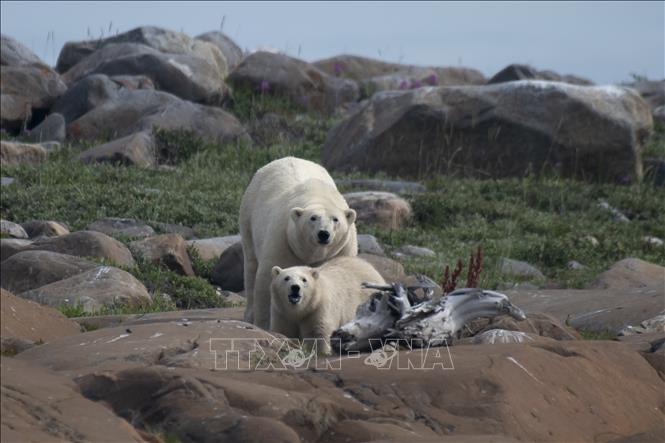 Trong ảnh: Gấu Bắc Cực tìm thức ăn gần Churchill, một thị trấn ở phía bắc Manitoba, Canada, trên bờ tây của Vịnh Hudson, ngày 4/8/2022. Ảnh: AFP/TTXVN