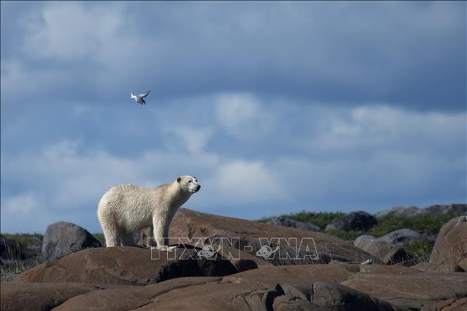 Trong ảnh: Gấu Bắc Cực tìm thức ăn gần Churchill, một thị trấn ở phía bắc Manitoba, Canada, trên bờ tây của Vịnh Hudson, ngày 4/8/2022. Ảnh: AFP/TTXVN