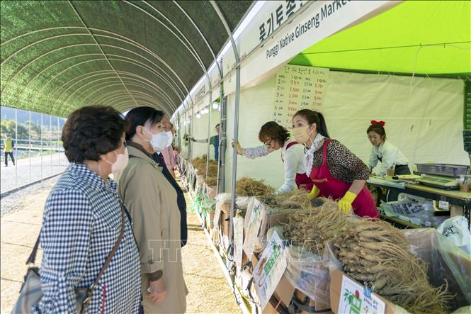 Khách tham quan và mua các loại sâm tươi của Punggi tại Triển lãm. Ảnh: Anh Nguyên, PV TTXVN tại Hàn Quốc. 