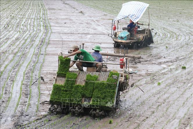 Trong ảnh: Người dân cấy lúa bằng máy cho vụ Hè Thu 2022 ở xã Láng Biển, huyện Tháp Mười (Đồng Tháp). Ảnh: Nguyễn Văn Trí – TTXVN