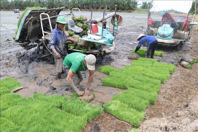 Trong ảnh: Gieo mạ lúa để cấy ở xã Láng Biển, huyện Tháp Mười (Đồng Tháp). Ảnh: Nguyễn Văn Trí – TTXVN