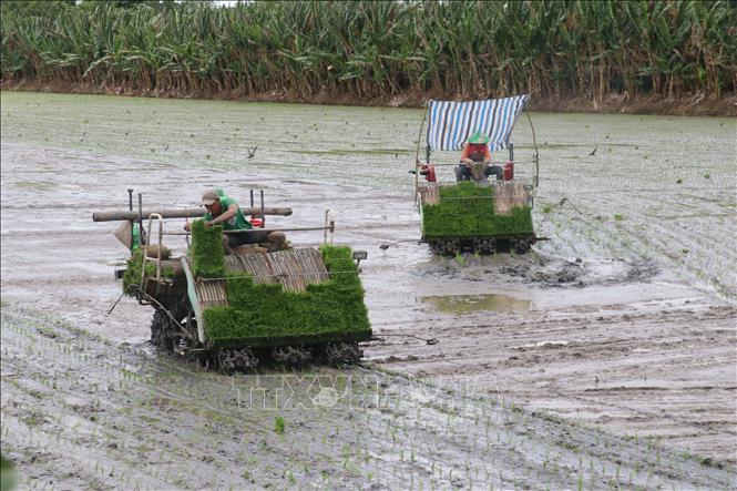 Trong ảnh: Cấy lúa bằng máy cho vụ Hè Thu 2022 ở xã Láng Biển, huyện Tháp Mười (Đồng Tháp). Ảnh: Nguyễn Văn Trí – TTXVN