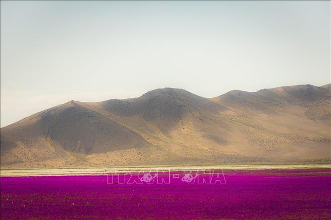 Trong ảnh: Hoa nở trên sa mạc Atacama ở gần Copiapo, Chile, ngày 24/9/2022. Ảnh: AFP/ TTXVN