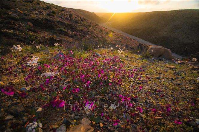 Trong ảnh: Hoa nở trên sa mạc Atacama ở gần Copiapo, Chile, ngày 23/9/2022. Ảnh: AFP/ TTXVN