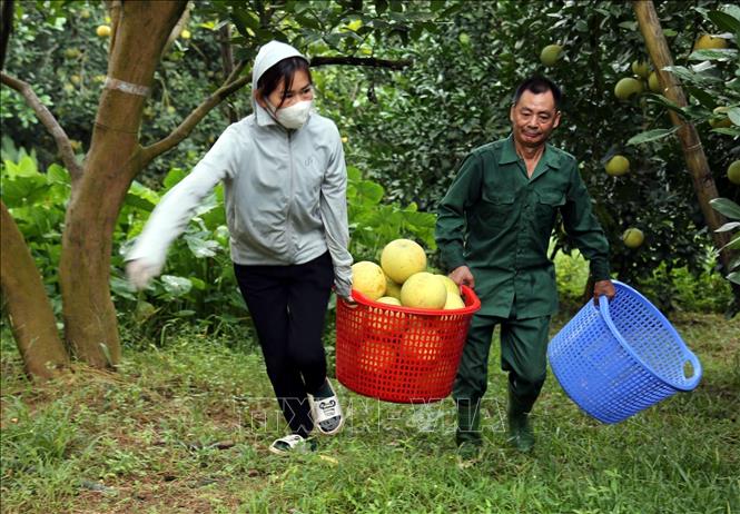 Trong ảnh: Người dân thôn Soi Hà, xã Xuân Vân, thu hoạch bưởi đường. Ảnh: Quang Cường - TTXVN

