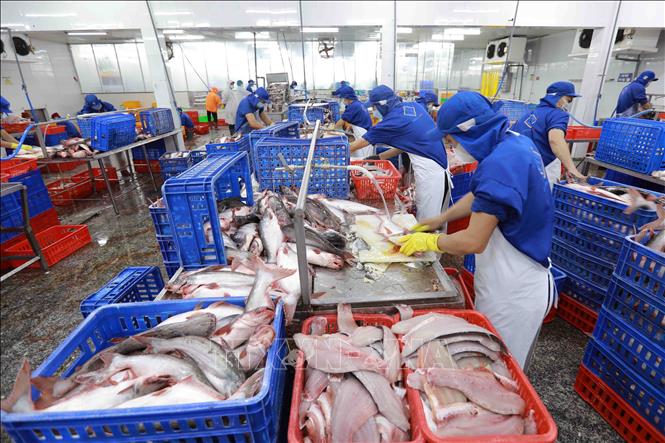 Chế biến cá tra phi lê xuất khẩu tại nhà máy của Công ty TNHH Công nghiệp thủy sản miền Nam. Ảnh: Vũ Sinh - TTXVN
