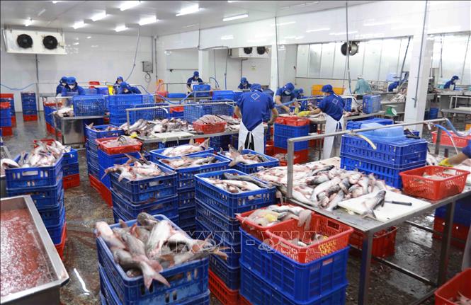 Chế biến cá tra phi lê xuất khẩu tại nhà máy của Công ty TNHH Công nghiệp thủy sản miền Nam. Ảnh: Vũ Sinh - TTXVN