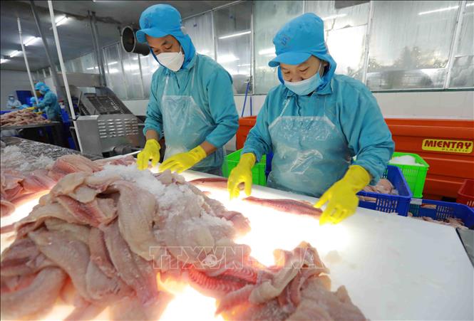 Phân loại cá tra phi lê đảm bảo tiêu chuẩn chế biến xuất khẩu tại nhà máy của Công ty TNHH Công nghiệp thủy sản miền Nam. Ảnh: Vũ Sinh - TTXVN