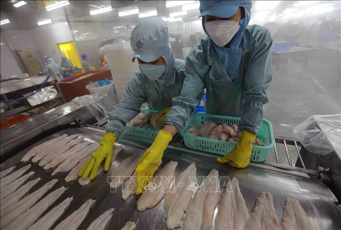 Cấp đông sản phẩm cá tra xuất khẩu tại nhà máy của Công ty TNHH Công nghiệp thủy sản miền Nam. Ảnh: Vũ Sinh - TTXVN