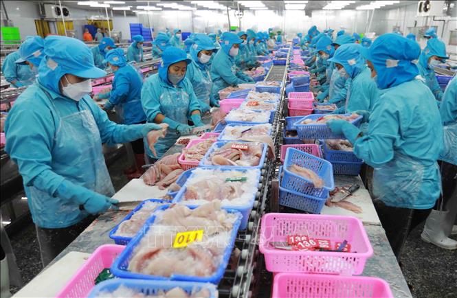 Dây chuyền chế biến cá tra xuất khẩu tại nhà máy của Công ty TNHH Công nghiệp thủy sản miền Nam. Ảnh: Vũ Sinh - TTXVN
