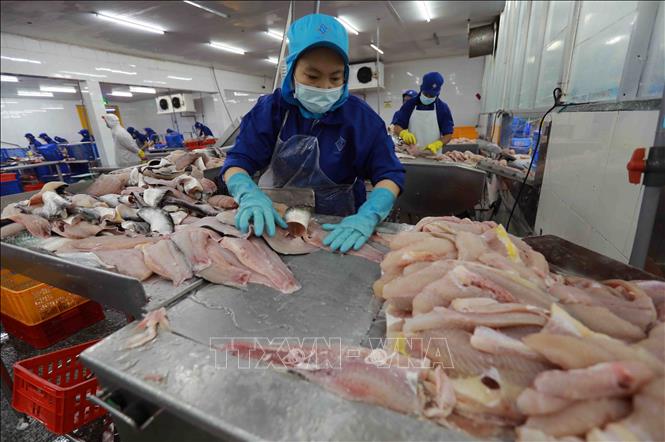 Dây chuyền chế biến cá tra xuất khẩu tại nhà máy của Công ty TNHH Công nghiệp thủy sản miền Nam. Ảnh: Vũ Sinh - TTXVN