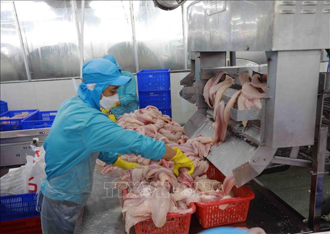 Phân loại cá tra phi lê đảm bảo tiêu chuẩn chế biến xuất khẩu ở nhà máy. Ảnh: Vũ Sinh - TTXVN