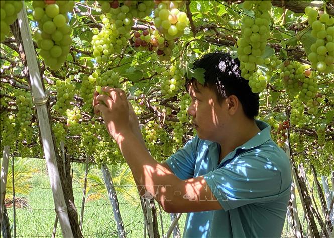 Trong ảnh: Vườn nho của thành viên Hợp tác xã Nho Evergreen Ninh Thuận tại phường Văn Hải, thành phố Phan Rang-Tháp Chàm. Ảnh: Công Thử - TTXVN
