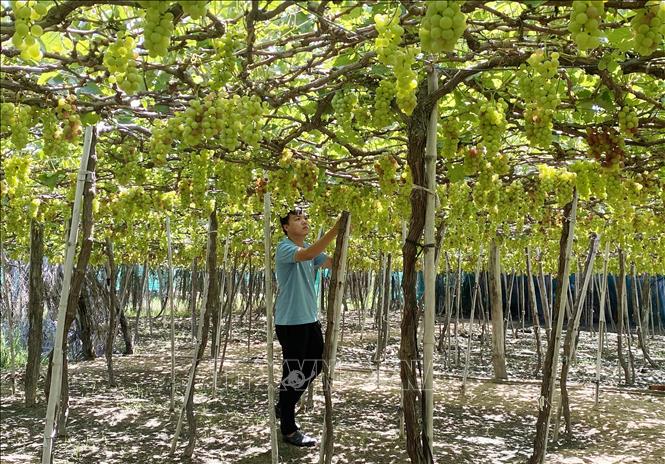 Trong ảnh: Vườn nho của thành viên Hợp tác xã Nho Evergreen Ninh Thuận tại phường Văn Hải, thành phố Phan Rang-Tháp Chàm. Ảnh: Công Thử - TTXVN