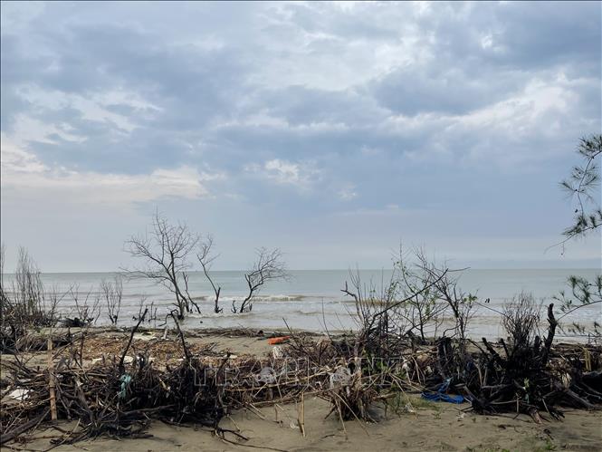 Trong ảnh: Bờ biển xã Hoằng Phụ (huyện Hoằng Hóa) ngổn ngang gốc cây, thân cây bị sóng đánh dạt vào bờ. Ảnh: Hoa Mai - TTXVN
