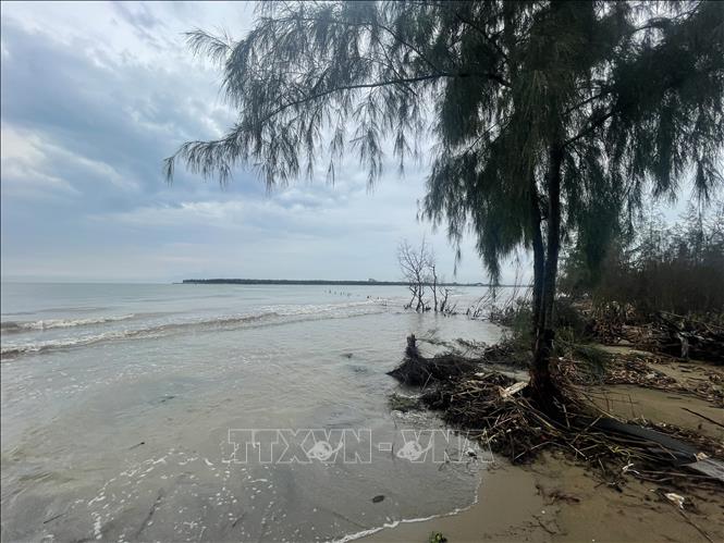 Trong ảnh: Sóng biển làm sạt lở bờ biển xã Hoằng Phụ với chiều dài hơn 1,5 km, lấn sâu vào đất liền khoảng 50m, có điểm hơn 100m. Ảnh: Hoa Mai - TTXVN