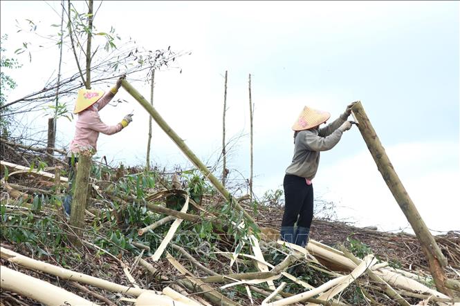 Trong ảnh: Người dân vùng sâu xã Ea Trang, huyện M’Đrắk bóc vỏ keo sau khi thu hoạch. Ảnh: Tuấn Anh – TTXVN