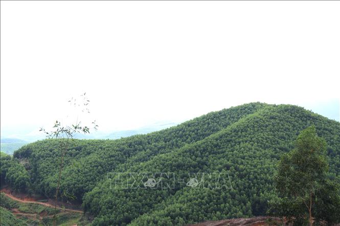 Trong ảnh: Rừng trồng cây keo lai tại huyện M’Đrắk. Ảnh: Tuấn Anh – TTXVN