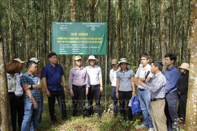 Tham quan mô hình trồng rừng thâm canh gỗ lớn keo lai hom lại huyện Cam Lộ. Ảnh: Thanh Thủy-TTXVN