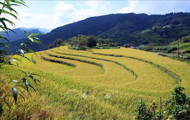 Màu vàng chủ đạo của lúa chín bao phủ cả một vùng báo hiệu một mùa bội thu, một mùa no ấm của người dân bản Dền Thàng, xã biên giới Dào San. Ảnh: Quý Trung - TTXVN