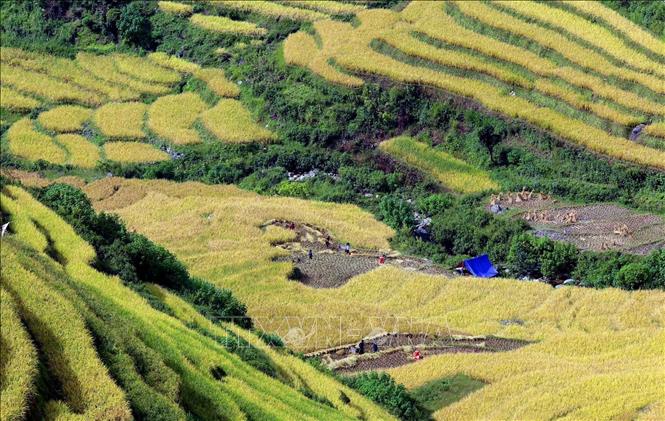 Người dân xã biên giới Tung Qua Lìn, huyện Phong Thổ tranh thủ thời tiết thuận lợi để thu hoạch lúa. Ảnh: Quý Trung - TTXVN