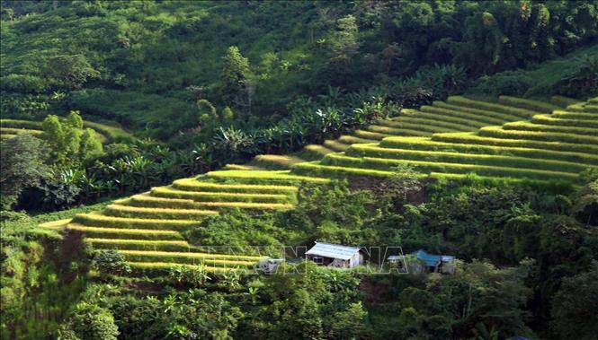 Vào mùa này, những thửa ruộng bậc thang dần thay màu áo mới ẩn hiện giữa núi rừng như những dải lụa mềm mại trong nắng thu. Ảnh: Quý Trung - TTXVN