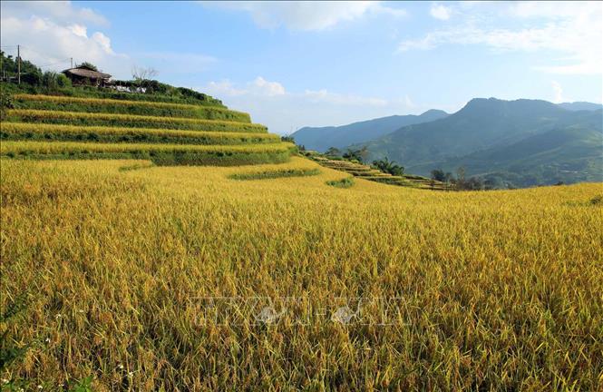 Màu vàng rực rỡ của ruộng lúa tại bản Dền Thàng, xã biên giới Dào San báo hiệu một mùa vàng bội thu thể hiện cuộc sống ấm no cho các dân tộc nơi đây. Ảnh: Quý Trung – TTXVN
