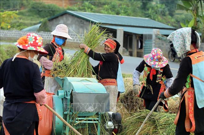 Người dân tất bật tranh thủ thời tiết thuận lợi để thu hoạch lúa đưa về nhà. Ảnh: Quý Trung - TTXVN