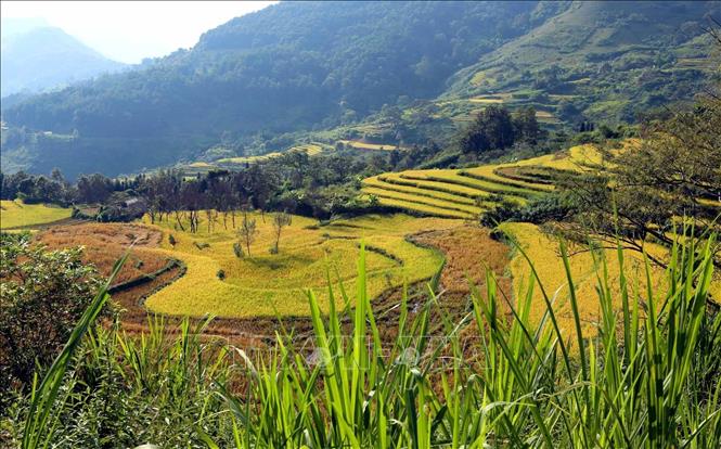 Màu vàng rực rỡ của ruộng lúa tại bản Dền Thàng, xã biên giới Dào San báo hiệu một mùa vàng bội thu thể hiện cuộc sống ấm no cho các dân tộc nơi đây. Ảnh: Quý Trung – TTXVN