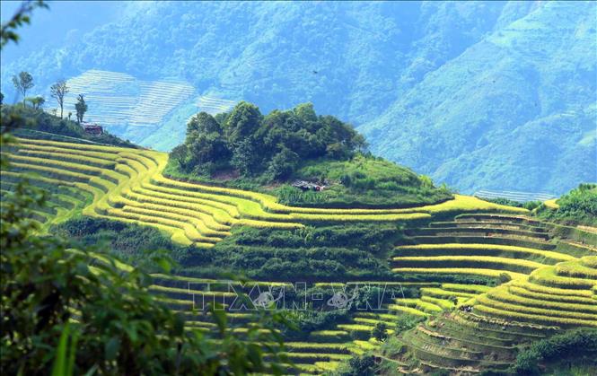 Ẩn hiện giữa núi rừng Tây Bắc là những thửa ruộng bậc thang được bao phủ một màu vàng óng chủ đạo nhìn như những dải lụa mềm mại xếp tầng tầng lớp lớp lên nhau. Ảnh: Quý Trung - TTXVN