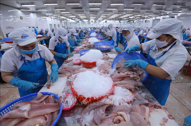 Dây chuyền chế biến cá tra phi lê xuất khẩu tại nhà máy của Công ty AGIFISH An Giang. Ảnh: Vũ Sinh - TTXVN