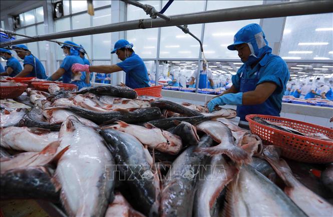 Chế biến cá tra phi lê xuất khẩu tại nhà máy của Công ty Agifish. Ảnh: Vũ Sinh - TTXVN