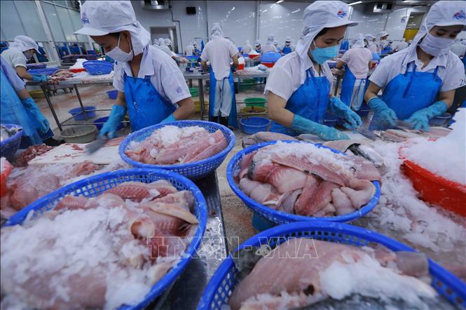 Chế biến cá tra phi lê xuất khẩu tại nhà máy của Công ty Agifish. Ảnh: Vũ Sinh - TTXVN