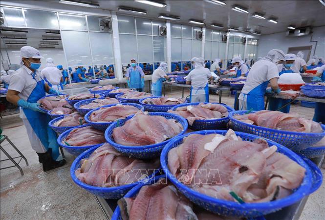 Sản phẩm cá tra phi lê xuất khẩu của Công ty AGIFISH An Giang. Ảnh: Vũ Sinh - TTXVN
