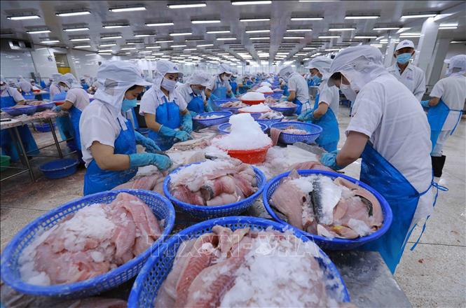 Dây chuyền chế biến cá tra phi lê xuất khẩu tại nhà máy của Công ty Agifish. Ảnh: Vũ Sinh - TTXVN