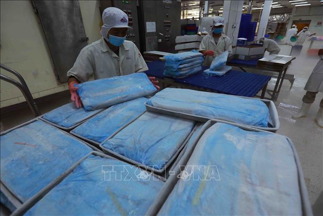 Cấp đông sản phẩm cá tra phi lê xuất khẩu tại nhà máy của Công ty Agifish. Ảnh: Vũ Sinh - TTXVN