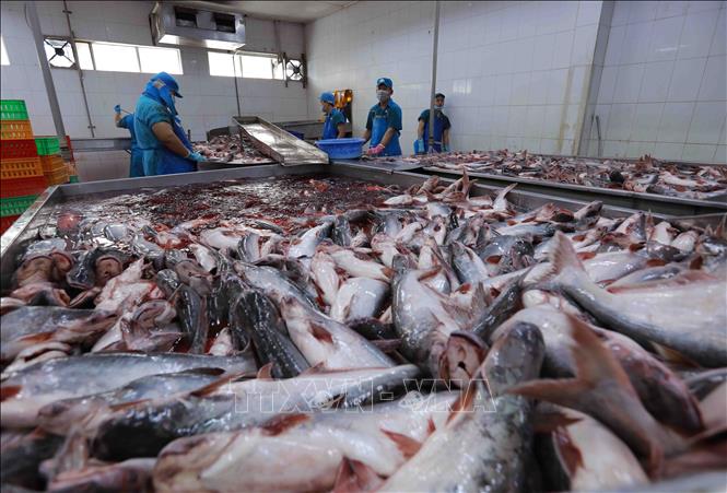Chuẩn bị nguyên liệu cá tra để sản xuất tại nhà máy của Công ty Agifish. Ảnh: Vũ Sinh - TTXVN