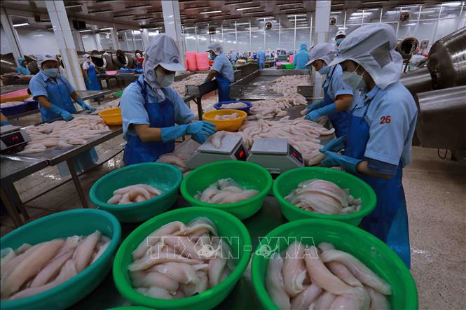 Phân loại cá tra phi lê xuất khẩu tại nhà máy của Công ty Agifish. Ảnh: Vũ Sinh - TTXVN