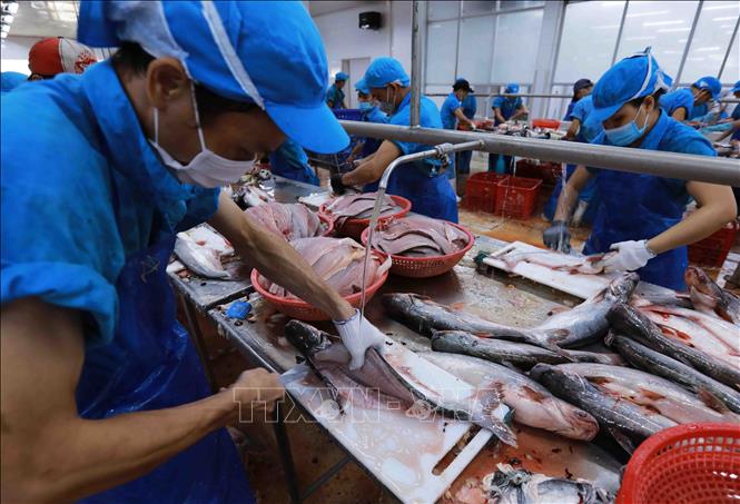 Chế biến cá tra phi lê xuất khẩu tại nhà máy của Công ty Agifish. Ảnh: Vũ Sinh - TTXVN