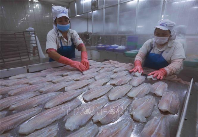 Cấp đông sản phẩm cá tra phi lê xuất khẩu tại nhà máy của Công ty Agifish. Ảnh: Vũ Sinh - TTXVN