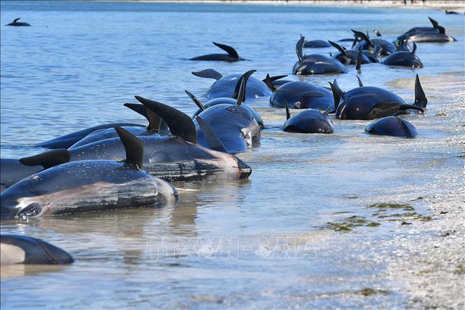 Trong ảnh (tư liệu): Cá voi hoa tiêu chết do mắc cạn tại Farewell Spit, New Zealand ngày 11/2/2017. Ảnh: AFP/ TTXVN