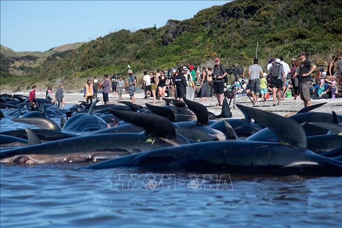 Trong ảnh (tư liệu): Cá voi hoa tiêu chết do mắc cạn tại Farewell Spit, New Zealand ngày 11/2/2017. Ảnh: AFP/ TTXVN