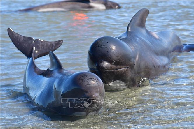 Trong ảnh (tư liệu): Cá voi hoa tiêu mắc cạn tại Farewell Spit, New Zealand ngày 11/2/2017. Ảnh: AFP/ TTXVN