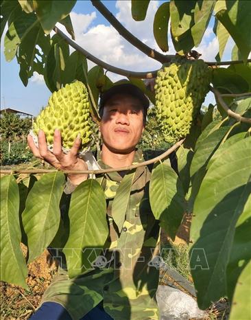 Trong ảnh: Những trái na trồng tại xã Cò Nòi, huyện Mai Sơn. Ảnh: Nguyễn Cường - TTXVN
