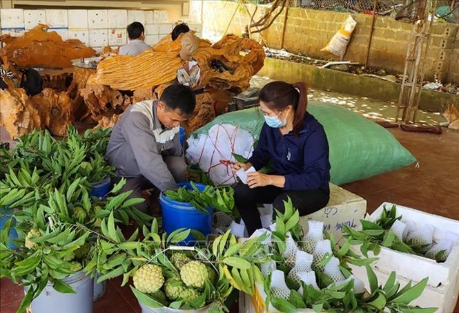 Trong ảnh: Một hộ dân ở xã Cò Nòi đóng gói sản phẩm na sau thu hoạch. Ảnh: Nguyễn Cường - TTXVN