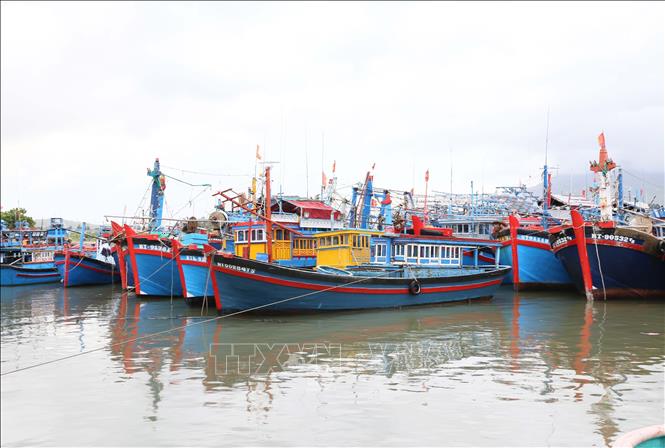 All fishing vessels in Ninh Thuan province have updated information on the national fisheries database VNfishbase. VNA Photo: Công Thử