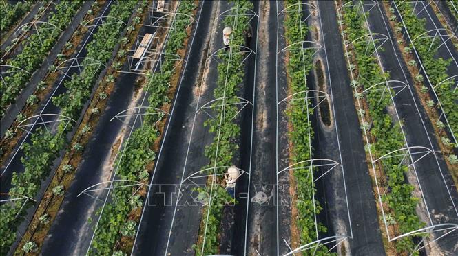 A grape farm in Dan Phuong commune, Dan Phuong district of Hanoi. VNA Photo