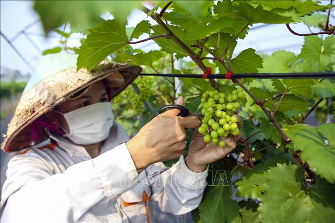 A grape farm in Dan Phuong commune, Dan Phuong district of Hanoi. VNA Photo