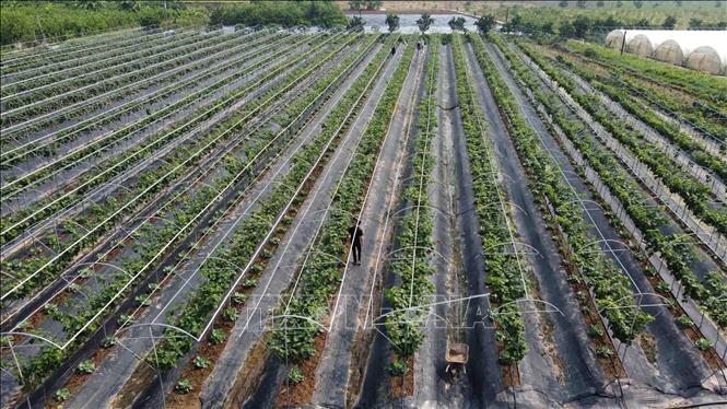 A grape farm in Dan Phuong commune, Dan Phuong district of Hanoi. VNA Photo